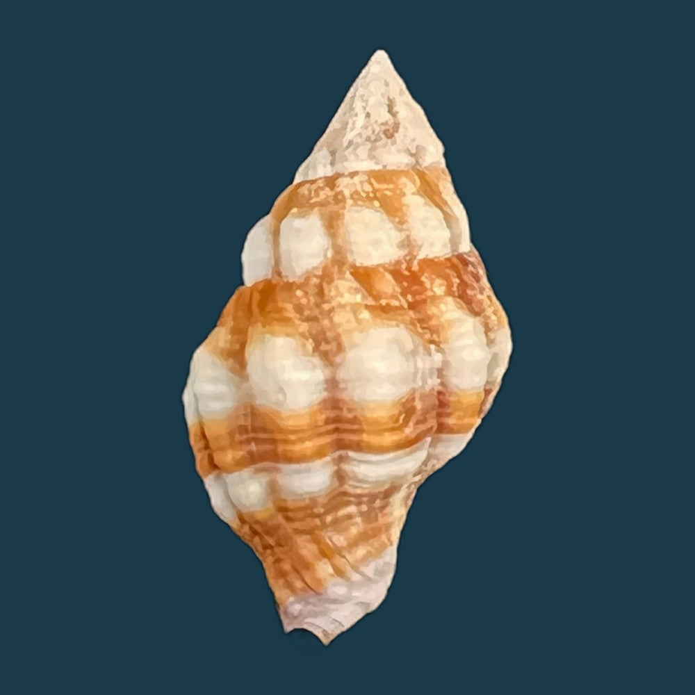 peristernia-forskalii-tapparone-canefri-1875-20mm-copia