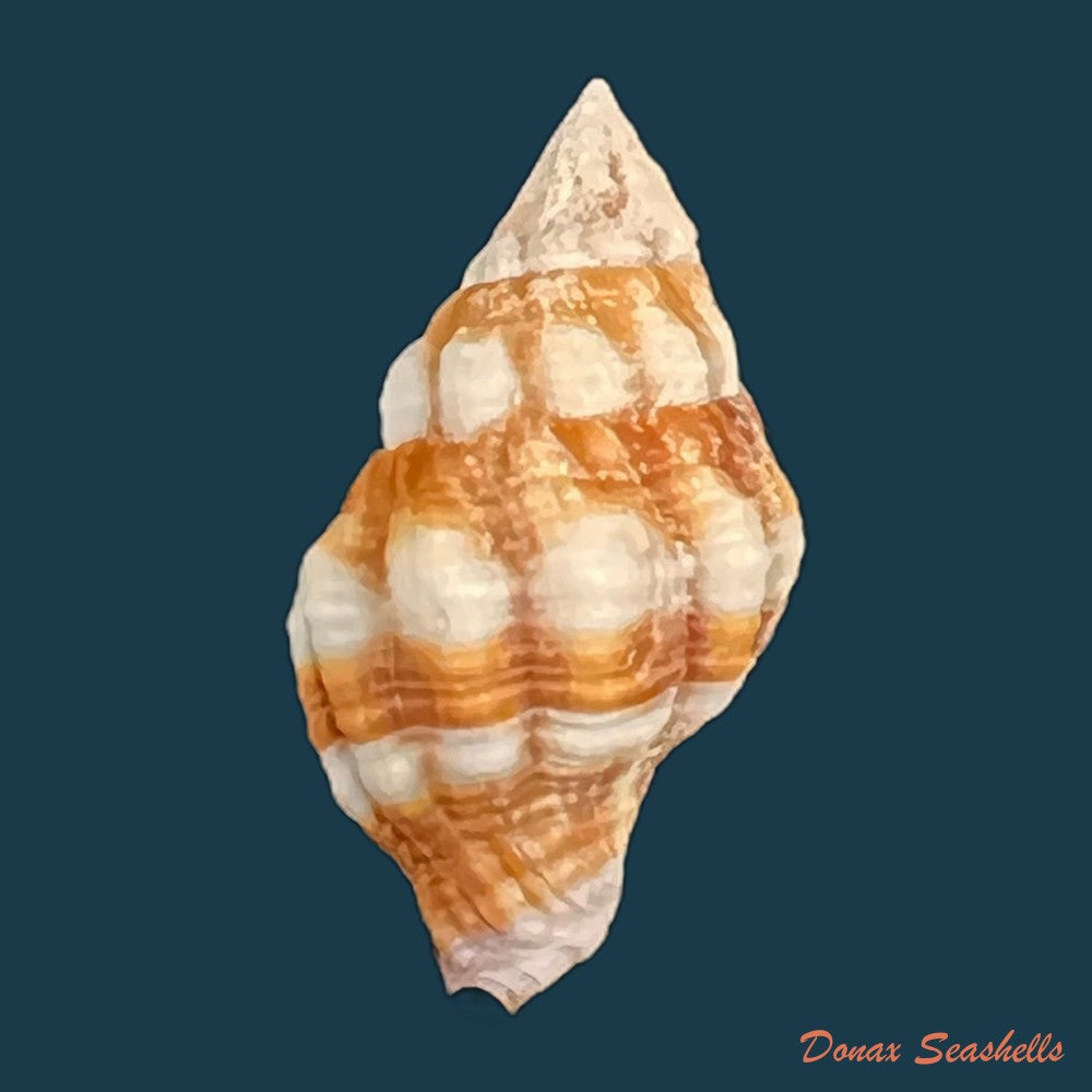 peristernia-forskalii-tapparone-canefri-1875-20mm-copia
