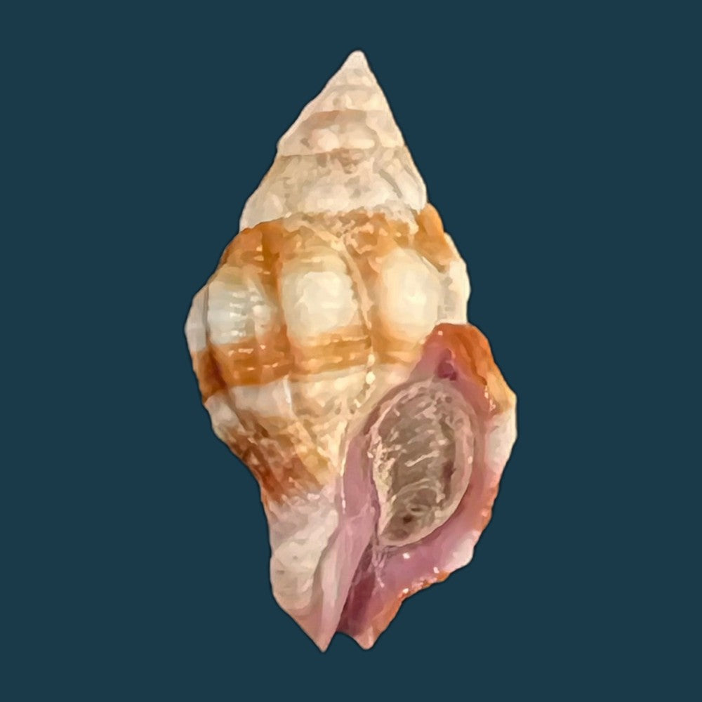 peristernia-forskalii-tapparone-canefri-1875-20mm-copia
