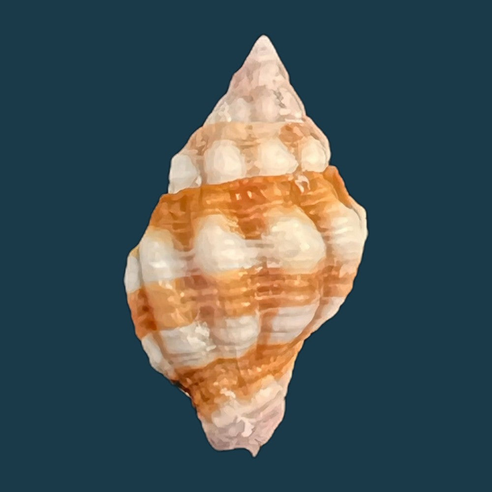 peristernia-forskalii-tapparone-canefri-1875-21-3mm-copia