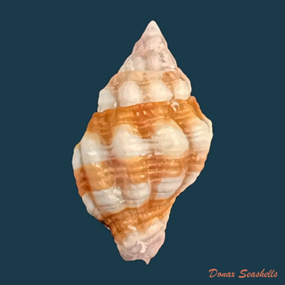 peristernia-forskalii-tapparone-canefri-1875-21-3mm-copia