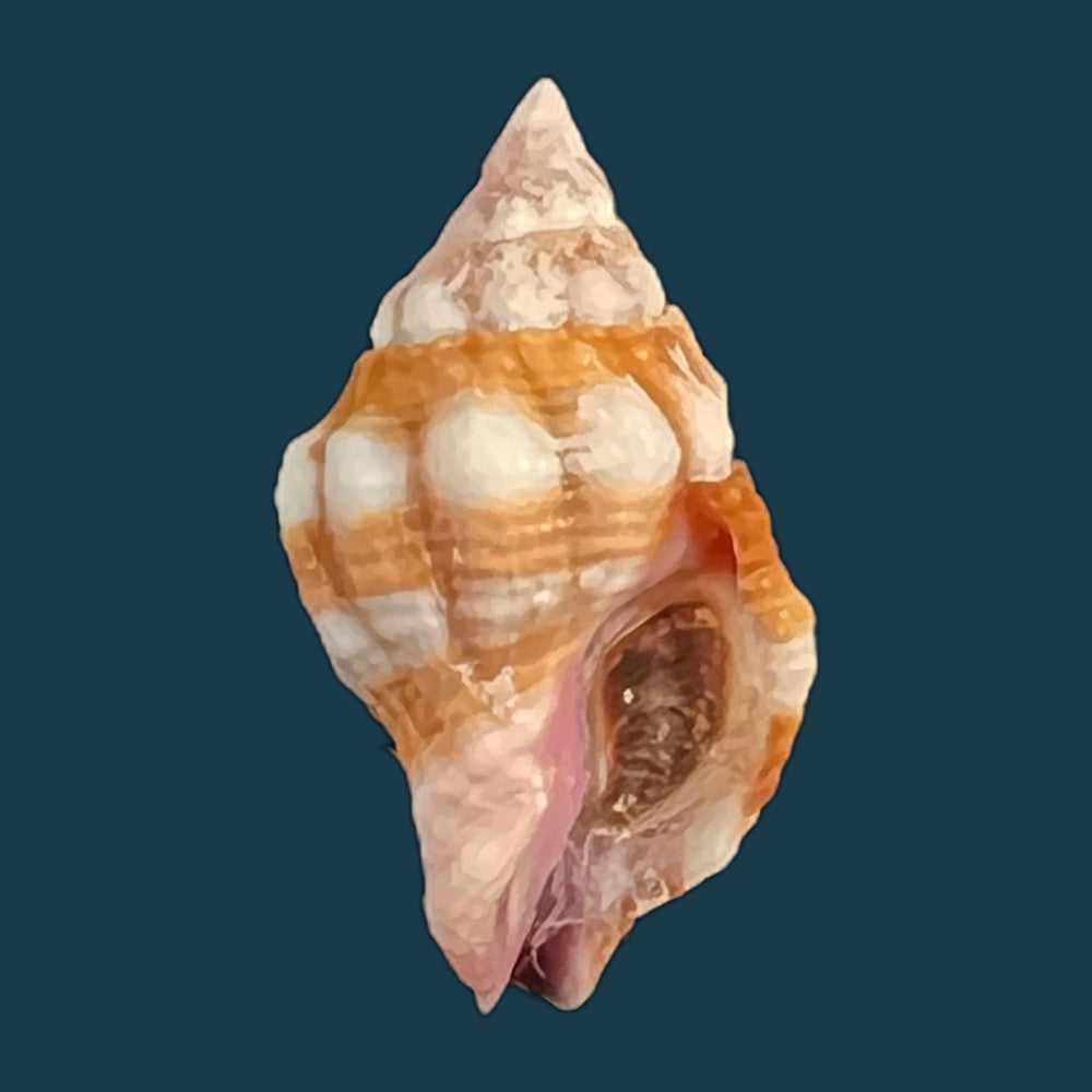 peristernia-forskalii-tapparone-canefri-1875-21-3mm-copia