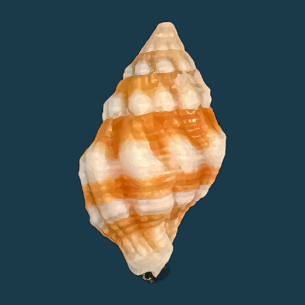 peristernia-forskalii-tapparone-canefri-1875-21-6mm-copia