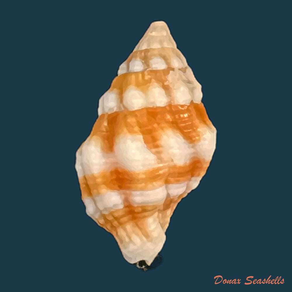 peristernia-forskalii-tapparone-canefri-1875-21-6mm-copia