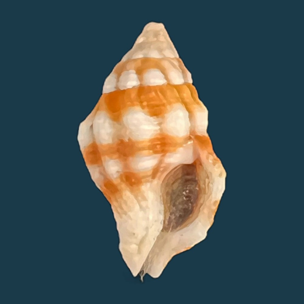 peristernia-forskalii-tapparone-canefri-1875-21-6mm-copia
