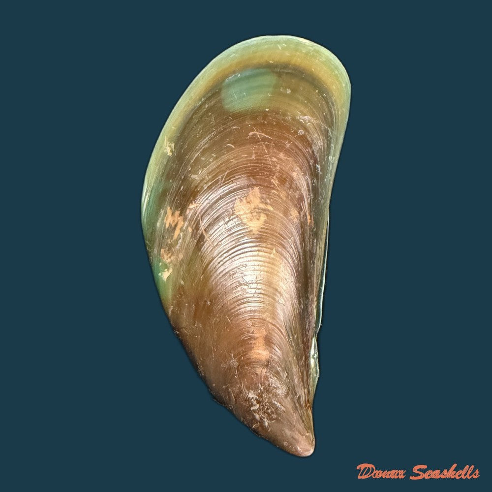 perna-viridis-linnaeus-1758-73-9mm-copia