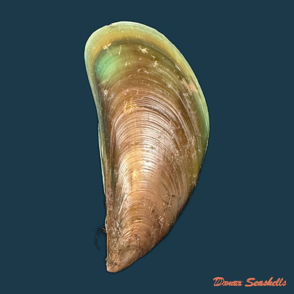 perna-viridis-linnaeus-1758-73-9mm-copia