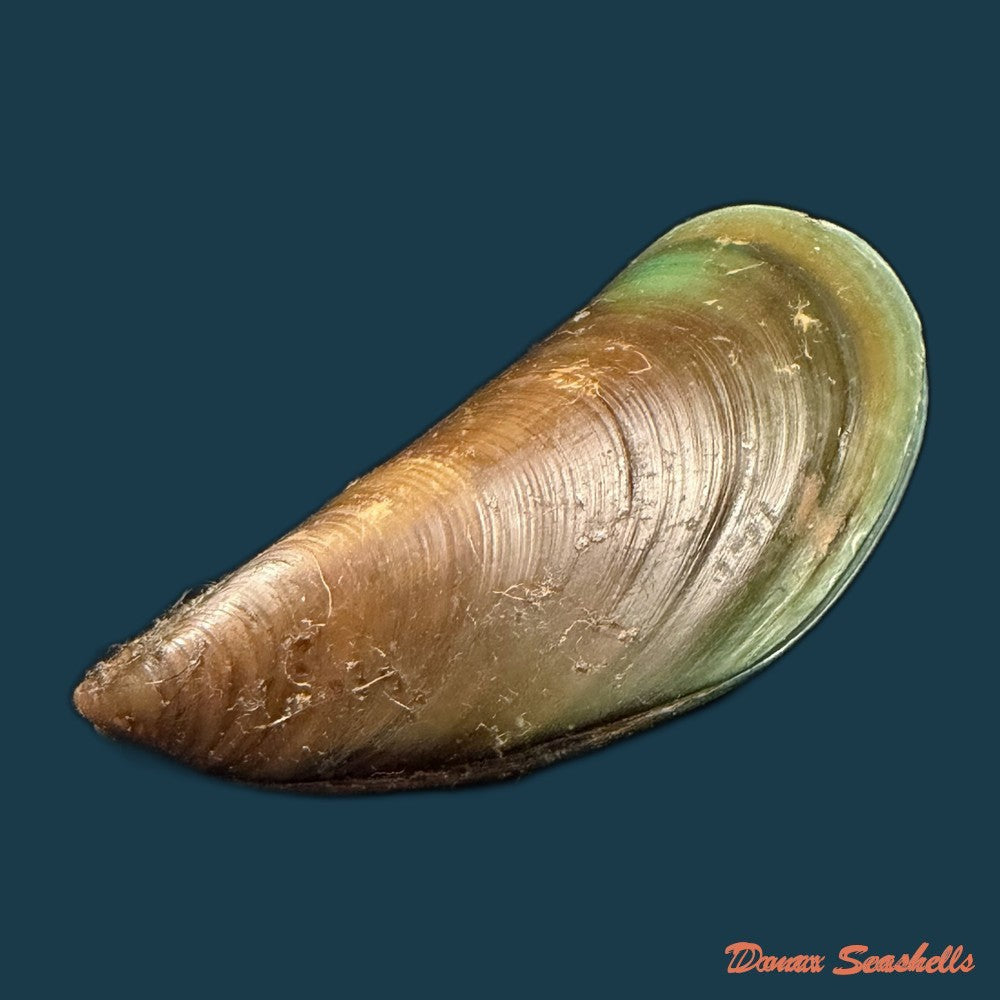 perna-viridis-linnaeus-1758-73-9mm-copia