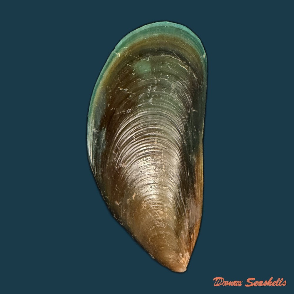 perna-viridis-linnaeus-1758-89mm-copia