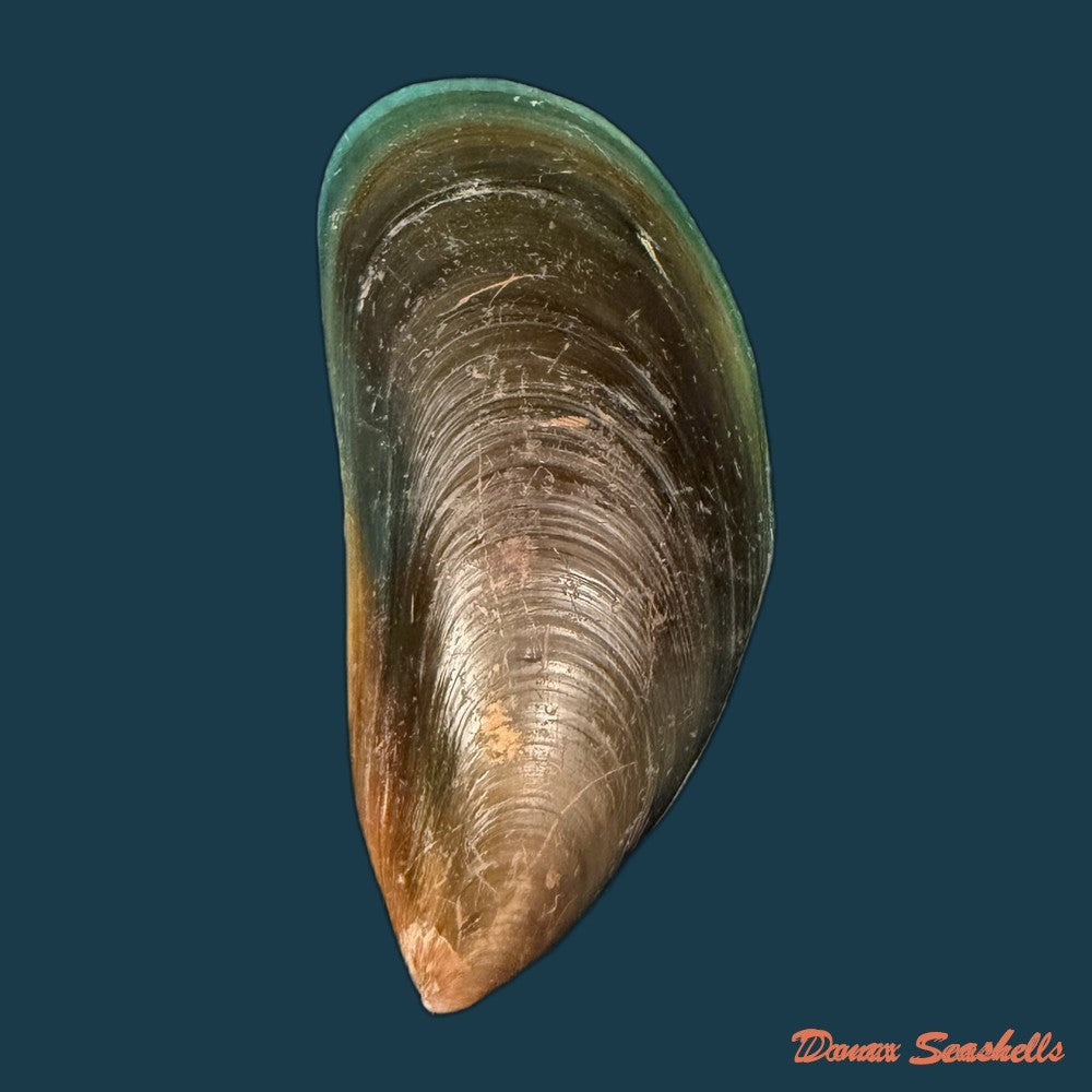 perna-viridis-linnaeus-1758-89mm-copia