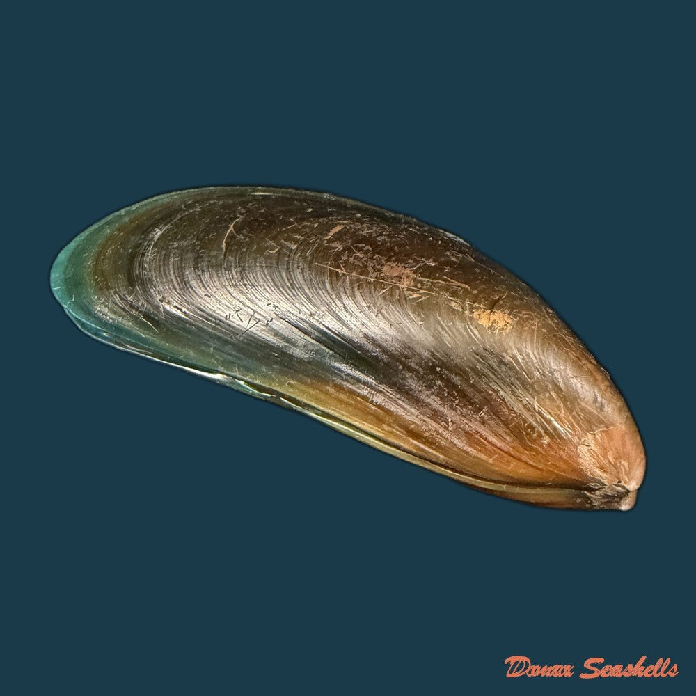 perna-viridis-linnaeus-1758-89mm-copia