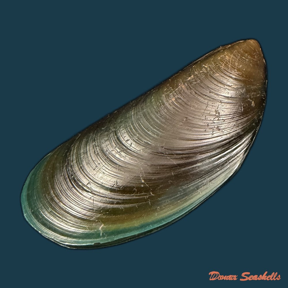 perna-viridis-linnaeus-1758-89mm-copia