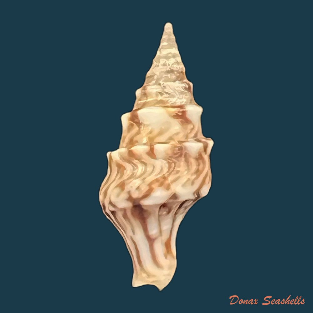 perrona-spirata-lamarck-1816-21-1mm-copia