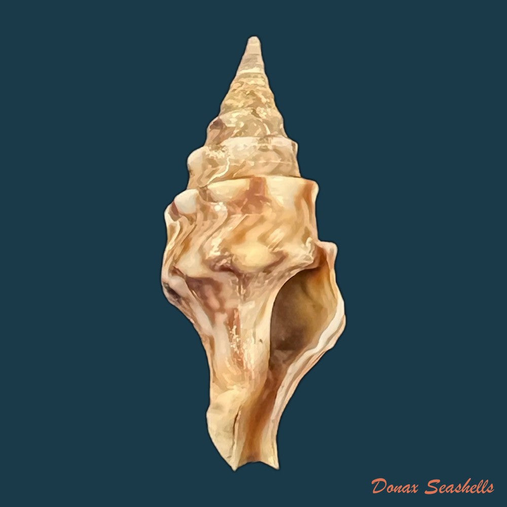 perrona-spirata-lamarck-1816-21-1mm-copia