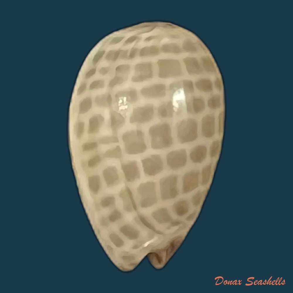 persicula-accola-b-roth-coan-1968-12-8mm-copia