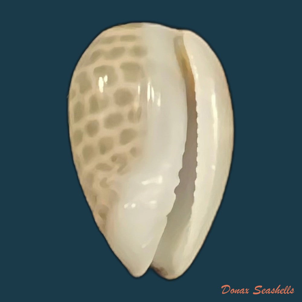 persicula-accola-b-roth-coan-1968-12-8mm-copia