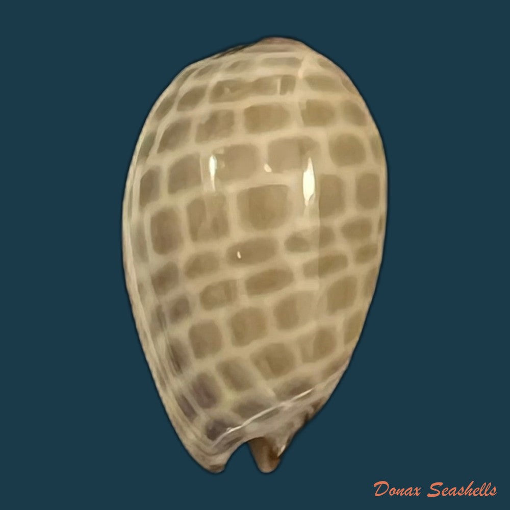 persicula-accola-b-roth-coan-1968-14-4mm-copia
