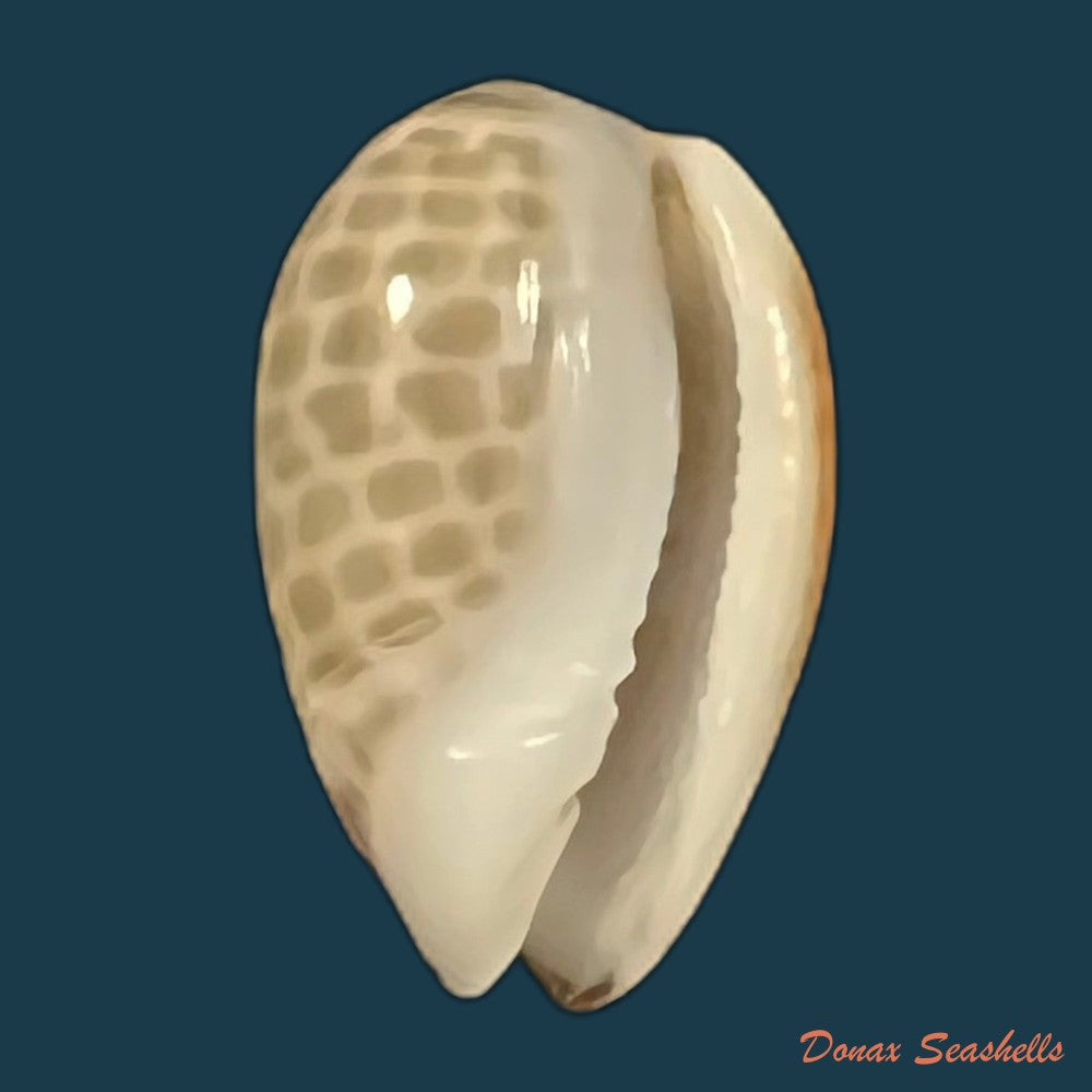 persicula-accola-b-roth-coan-1968-14-4mm-copia