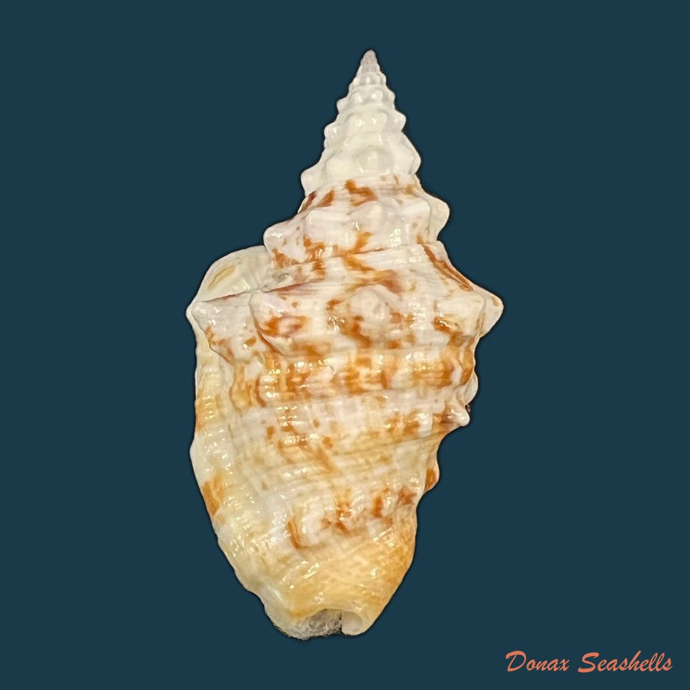 persististrombus-granulatus-swainson-1822-48-2mm-copia