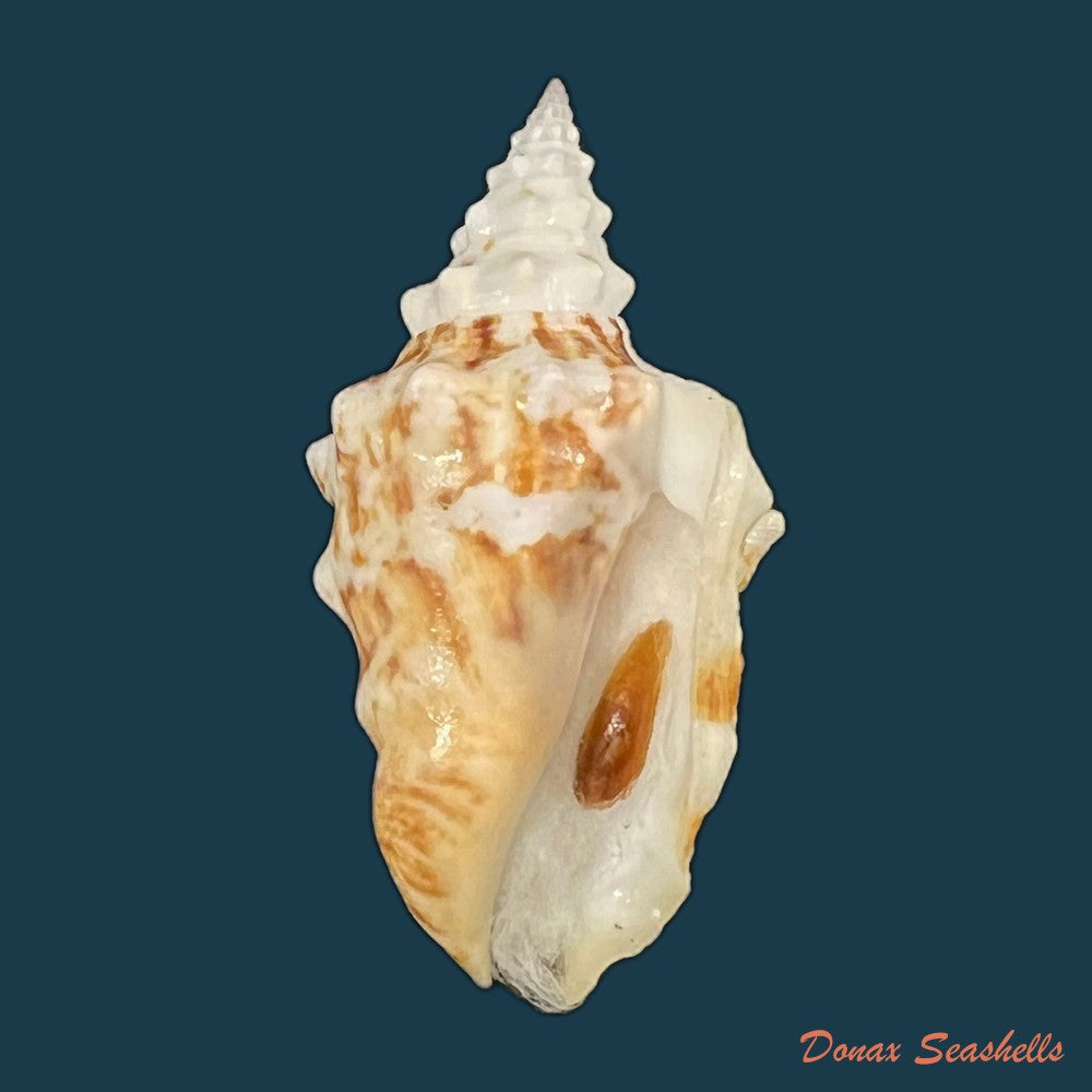 persististrombus-granulatus-swainson-1822-48-2mm-copia