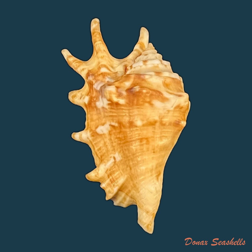 persististrombus-granulatus-swainson-1822-48mm-copia