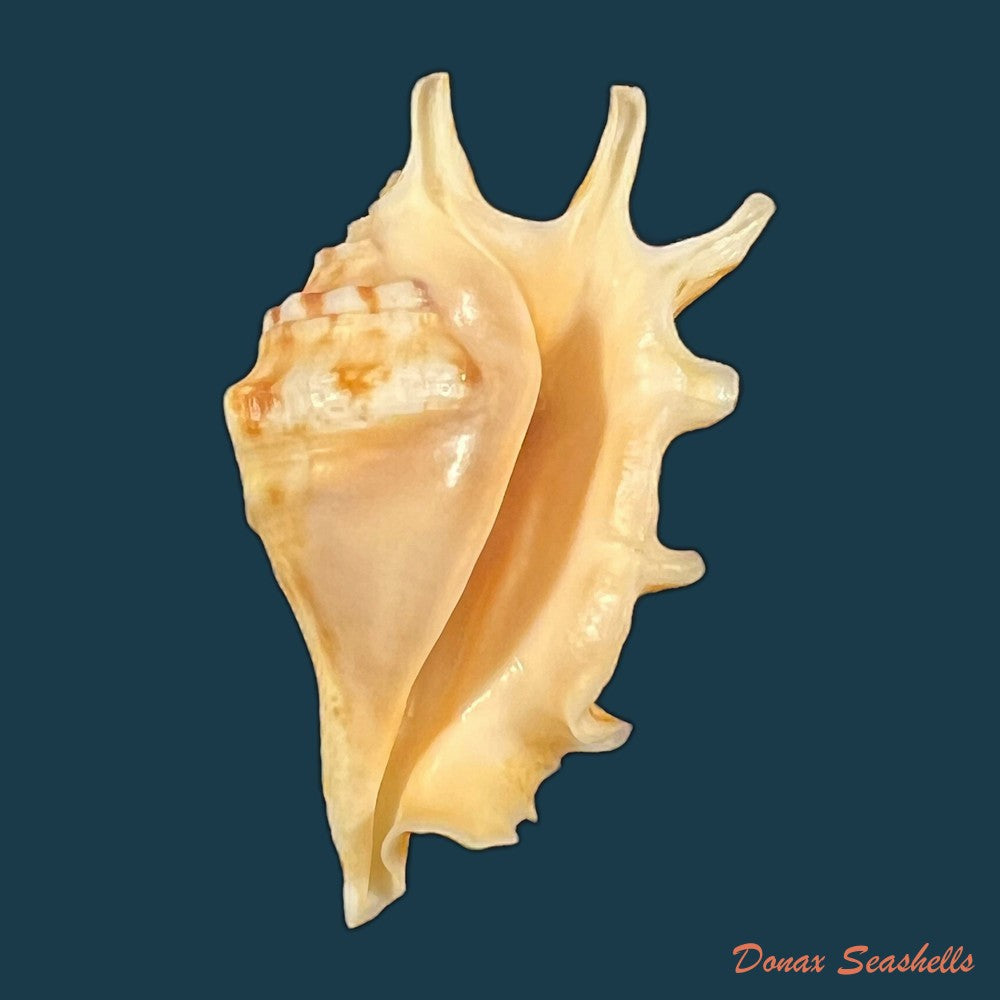 persististrombus-granulatus-swainson-1822-48mm-copia