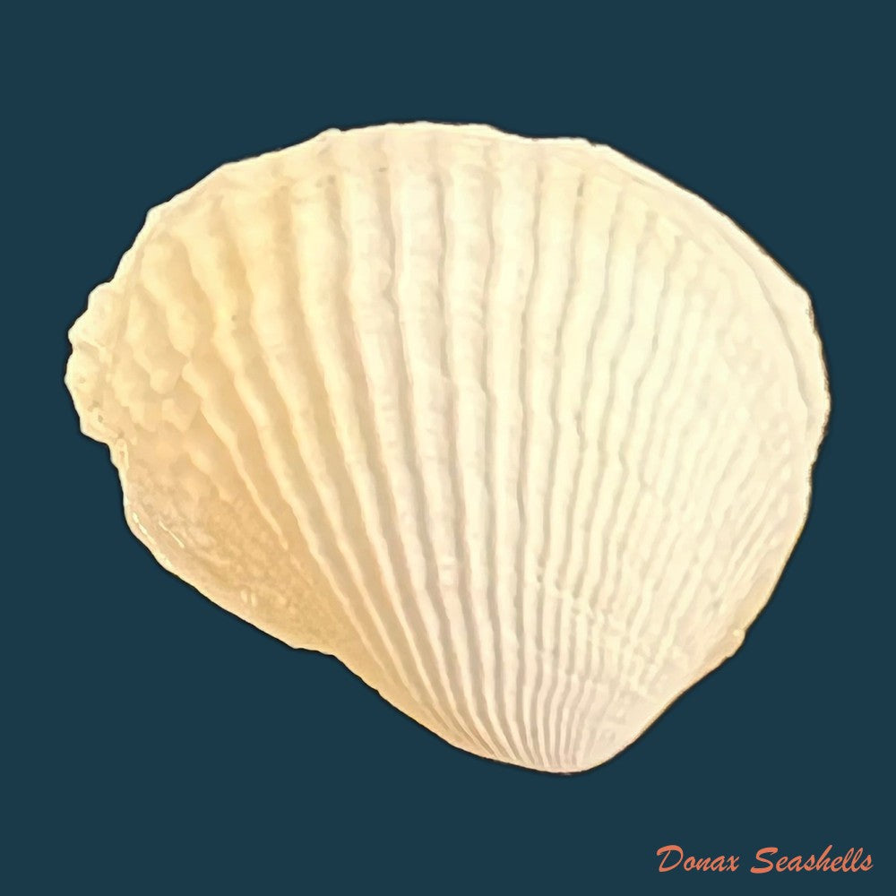 petricola-denticulata-g-b-sowerby-i-1834-34-8mm-copia