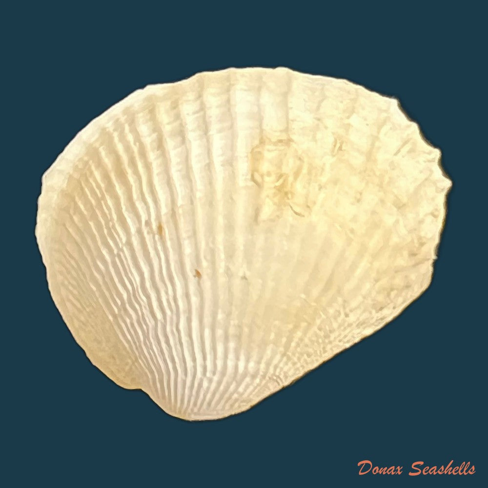 petricola-denticulata-g-b-sowerby-i-1834-34-8mm-copia
