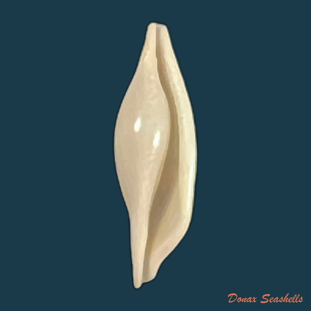 phenacovolva-barbieri-lorenz-fehse-2009-31-8mm-copia
