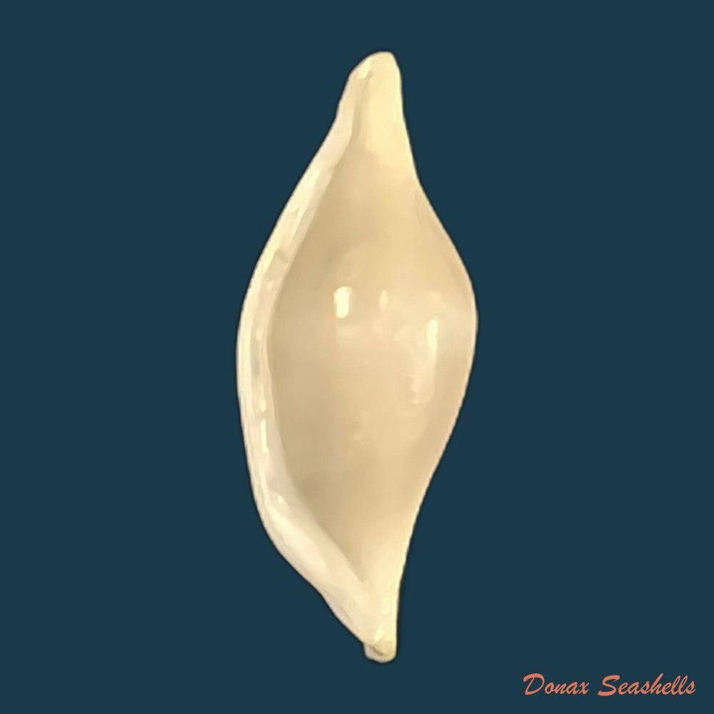 phenacovolva-brevirostris-schumacher-1817-19-5mm-copia