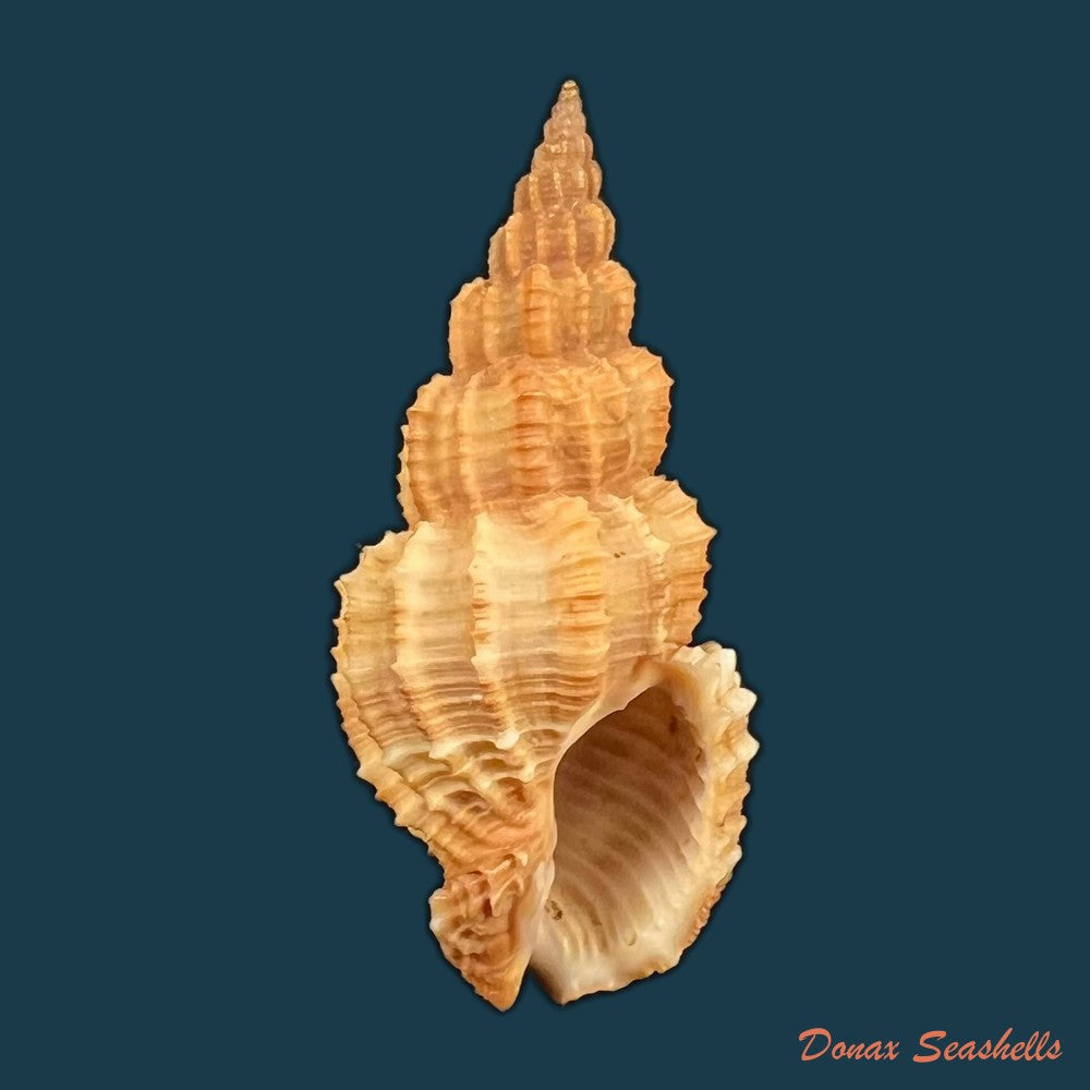 phos-roseatus-hinds-1844-27-6mm-copia-1