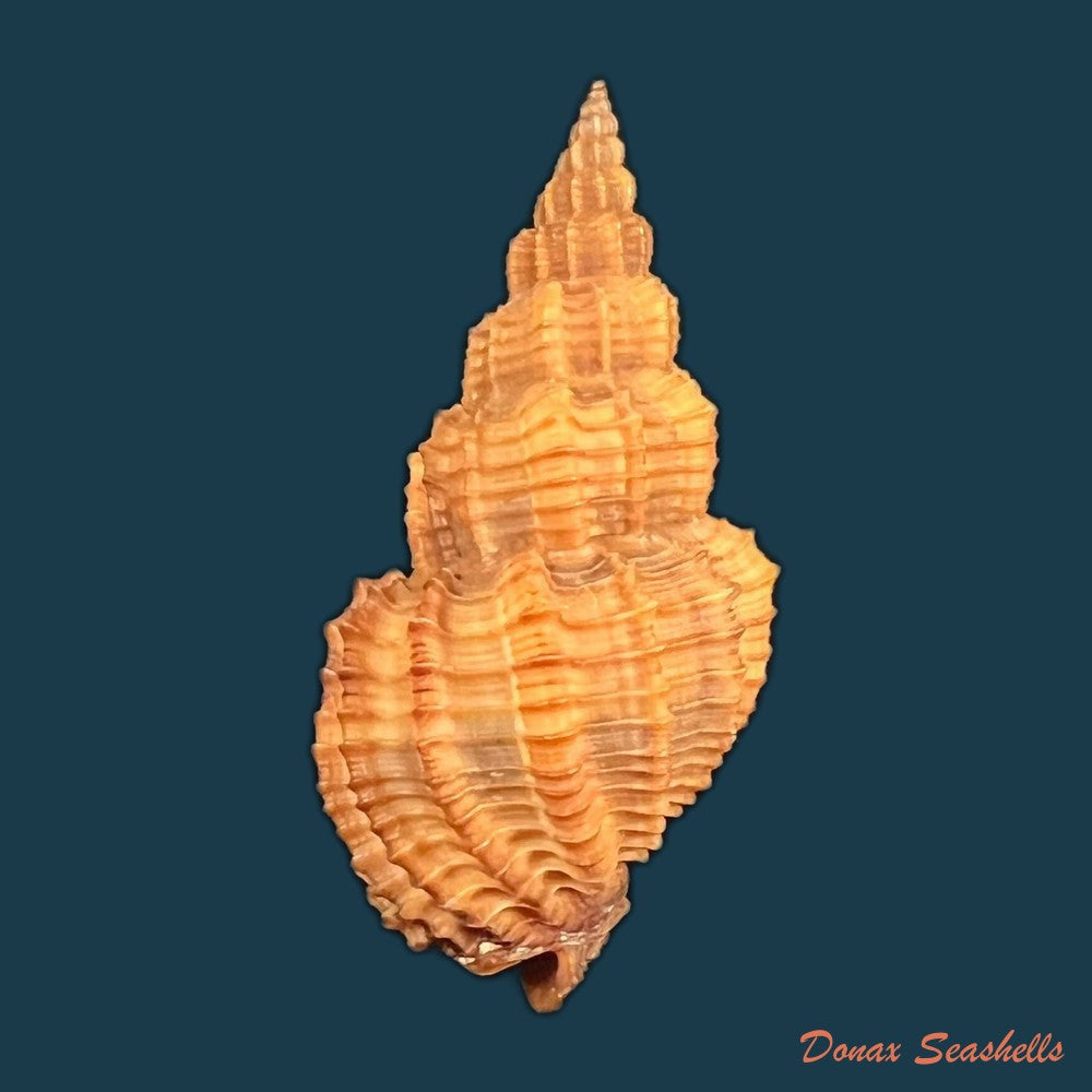 phos-senticosus-linnaeus-1758-35-7mm-copia