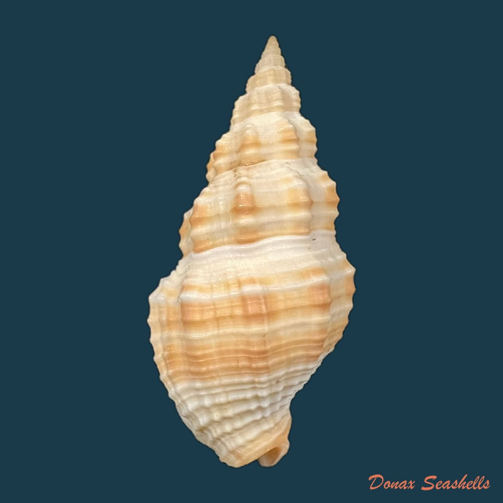 phos-senticosus-linnaeus-1758-36-7mm-copia