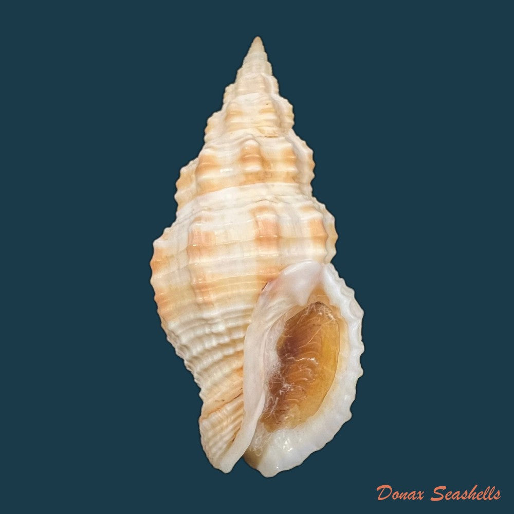 phos-senticosus-linnaeus-1758-36-7mm-copia