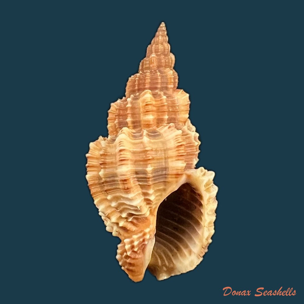 phos-senticosus-linnaeus-1758-37mm-copia