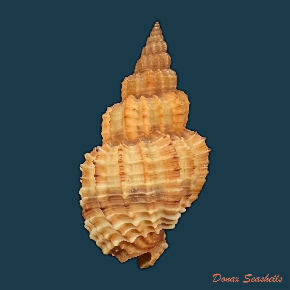 phos-senticosus-linnaeus-1758-41-8mm-copia