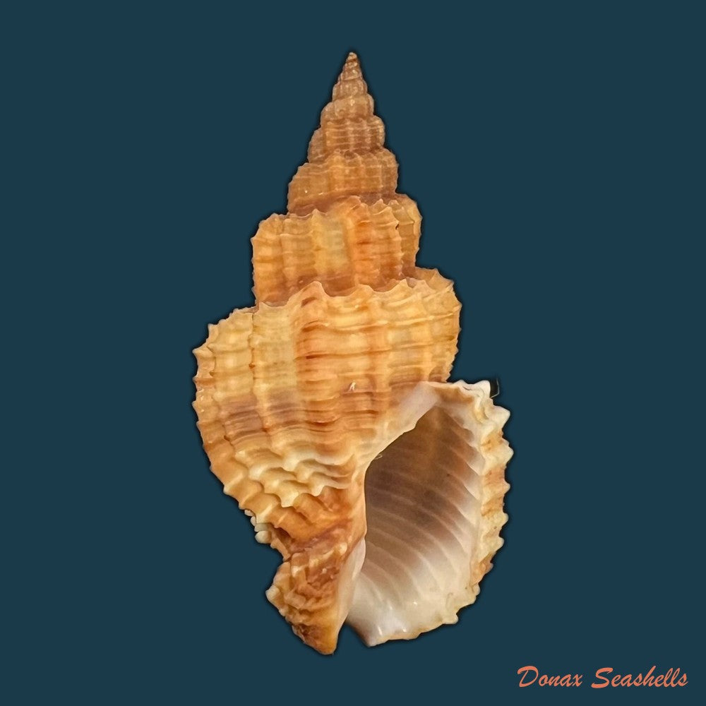 phos-senticosus-linnaeus-1758-41-8mm-copia