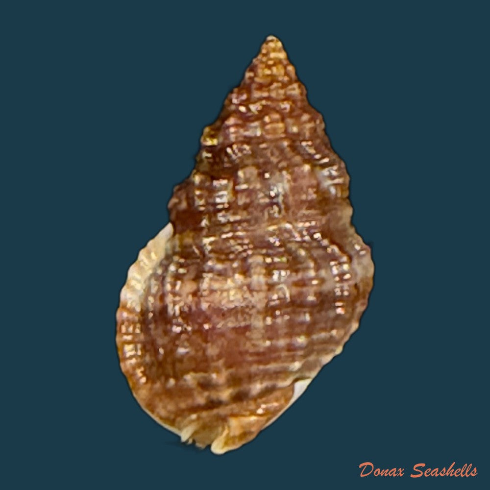 phrontis-alba-say-1826-14-5mm-copia