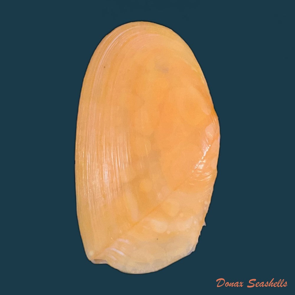 phylloda-foliacea-linnaeus-1758-100-3mm-copia