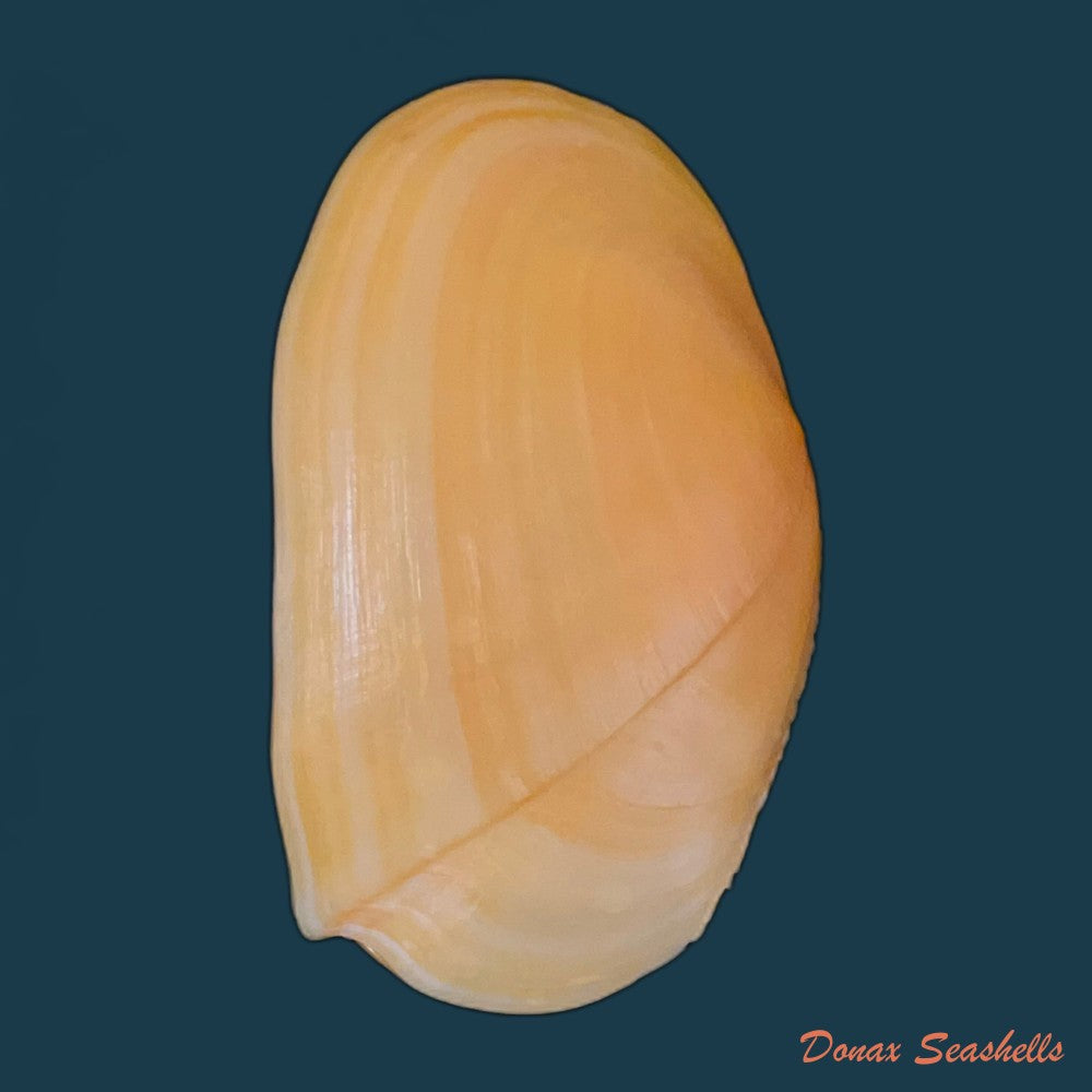 phylloda-foliacea-linnaeus-1758-88-7mm-copia