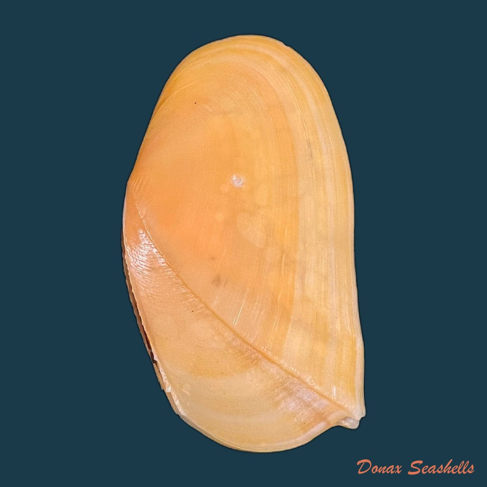 phylloda-foliacea-linnaeus-1758-88-7mm-copia