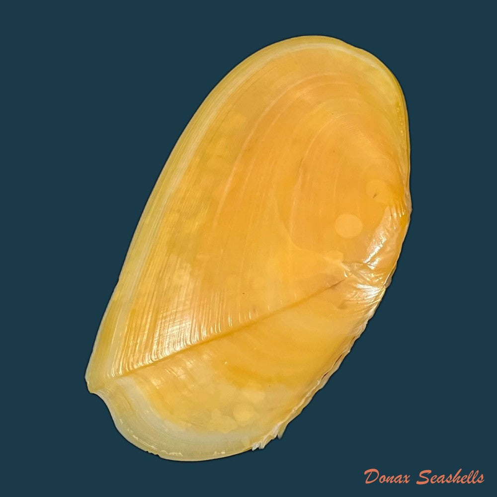 phylloda-foliacea-linnaeus-1758-92mm-copia