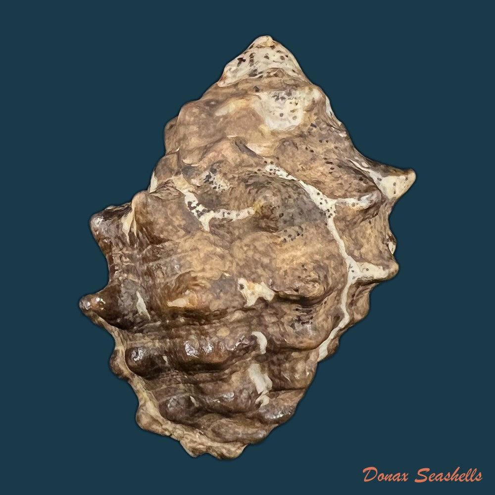 phyllonotus-oculatus-reeve-1845-88-9mm-copia