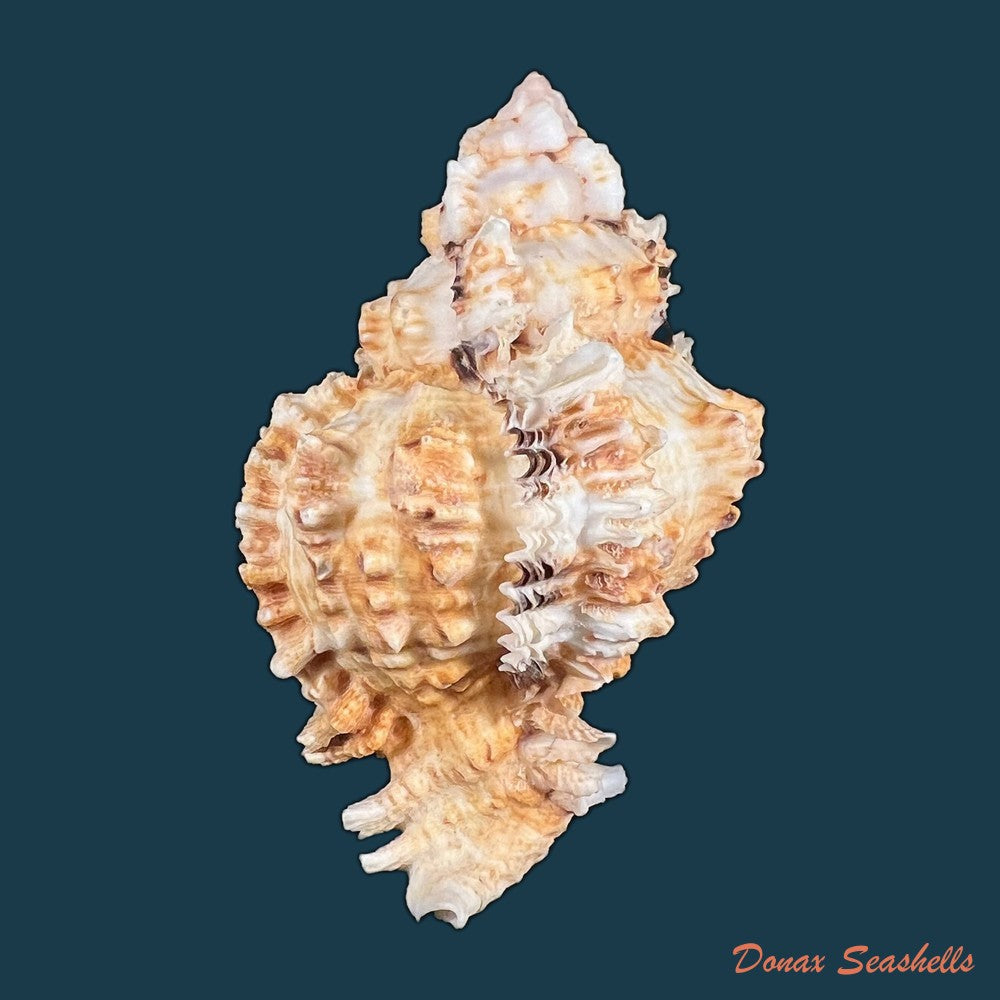 phyllonotus-oculatus-reeve-1845-94-6mm-copia