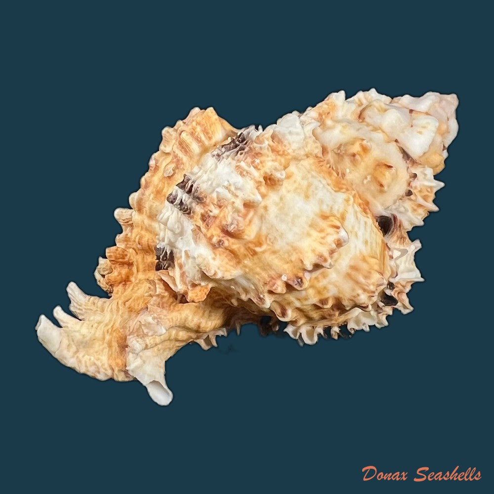 phyllonotus-oculatus-reeve-1845-94-6mm-copia