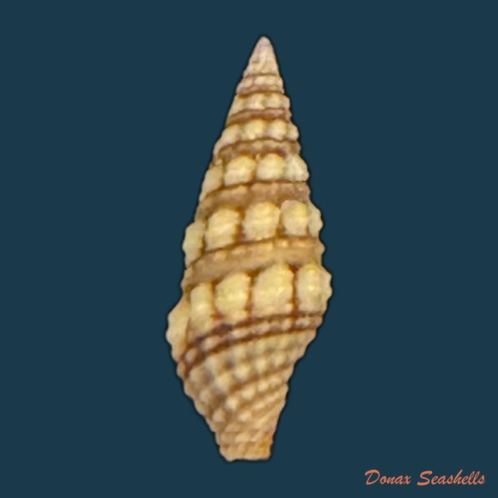 pilsbryspira-leucocyma-dall-1884-14-5mm-copia