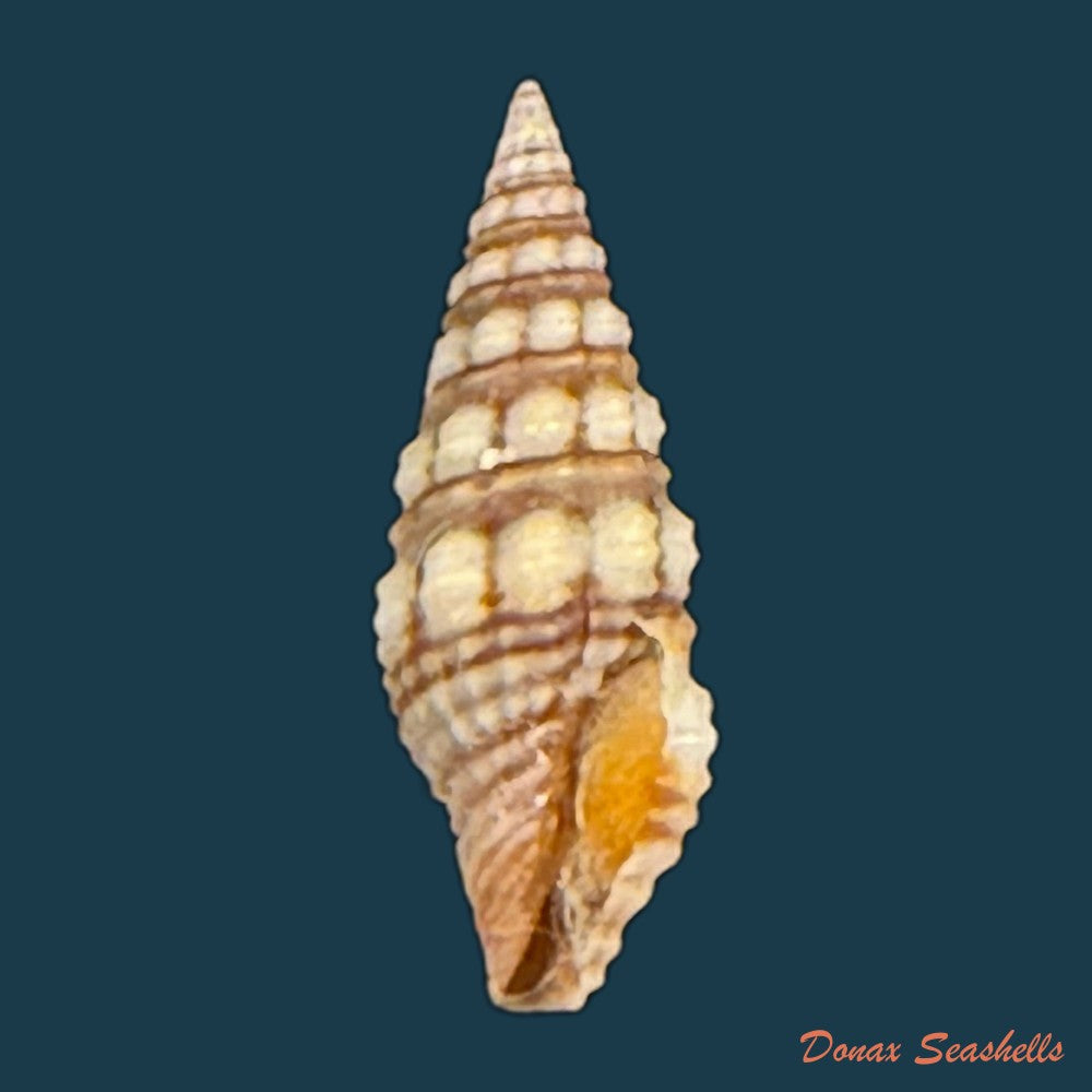 pilsbryspira-leucocyma-dall-1884-14-5mm-copia