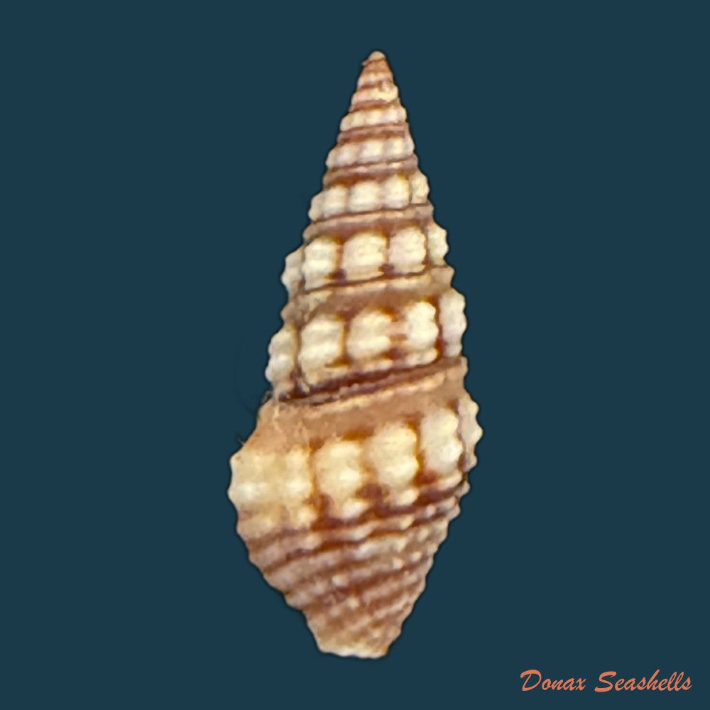 pilsbryspira-leucocyma-dall-1884-14-6mm-copia