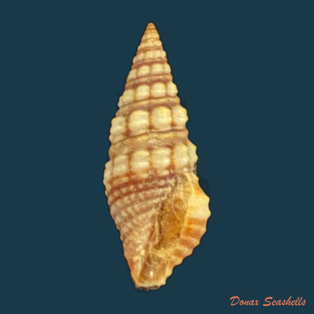 pilsbryspira-leucocyma-dall-1884-14-6mm-copia