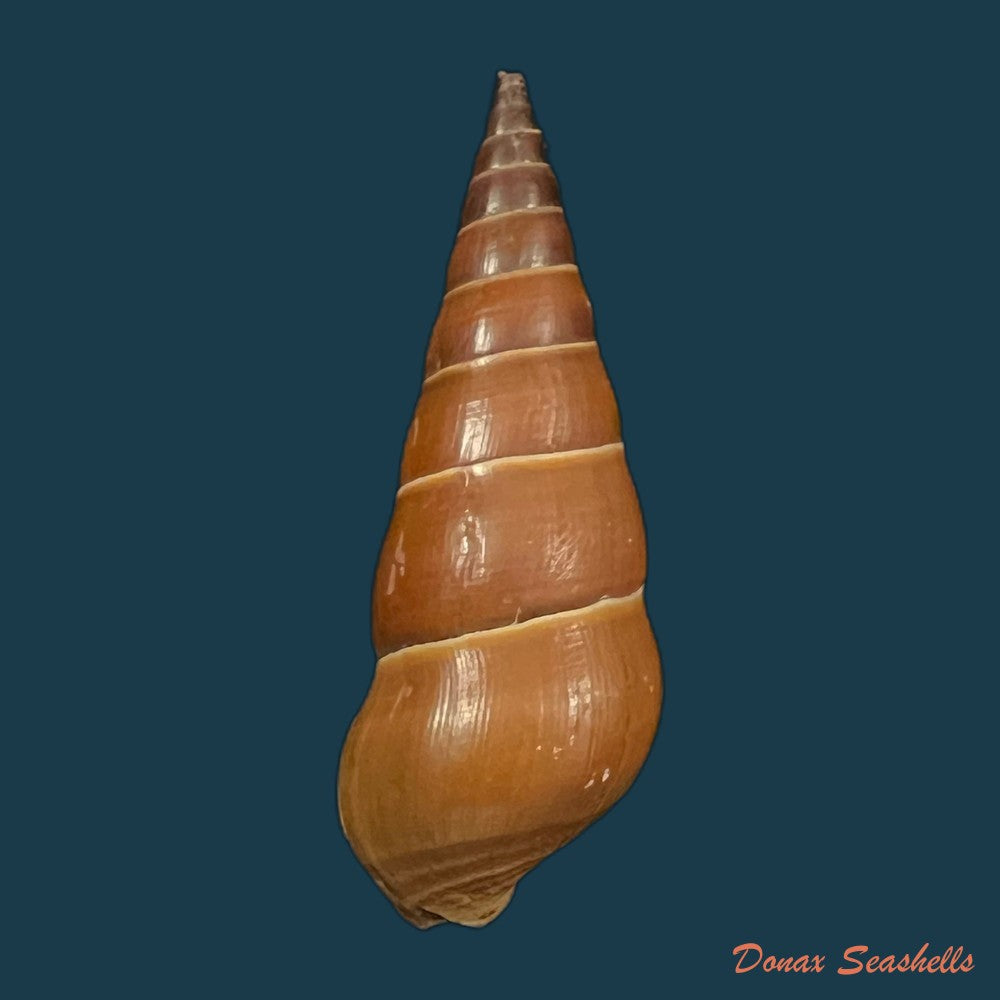 pirena-bicarinata-grateloup-1840-49-3mm-copia